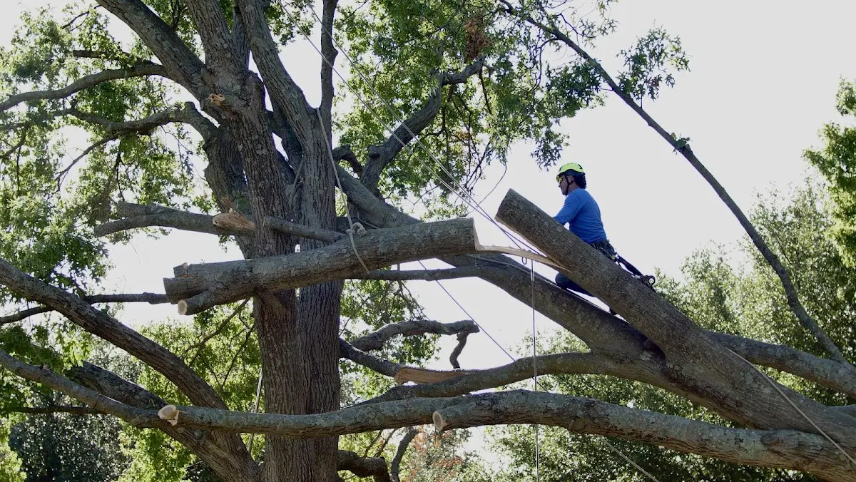 Professional Crown Thinning performed by certified arborists in Elkhart