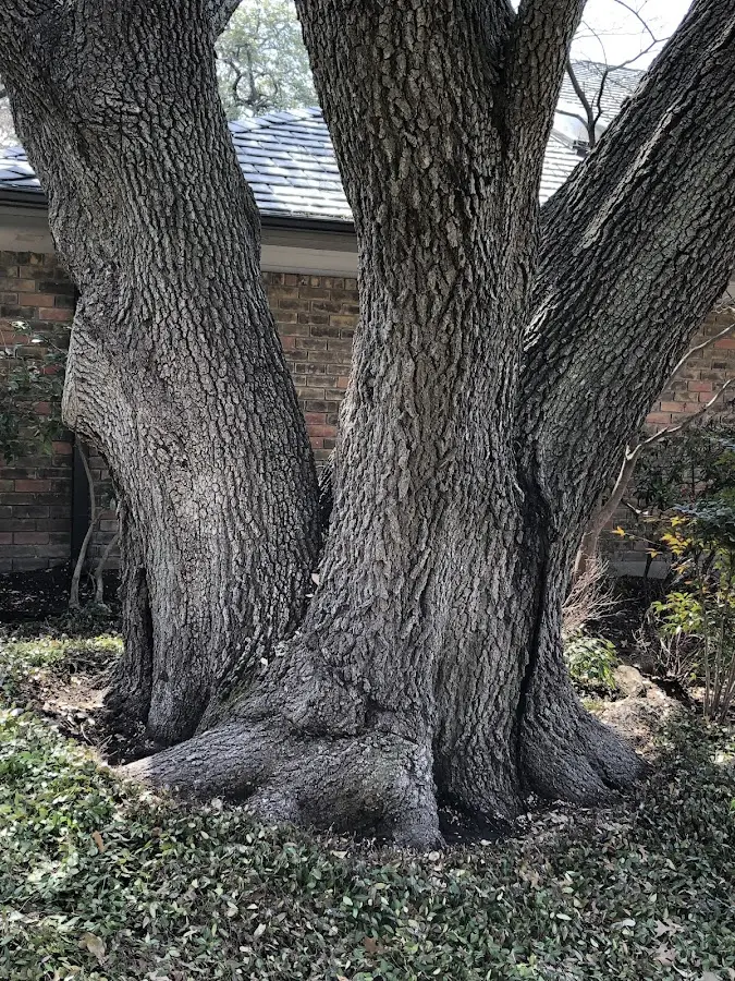Mature heritage tree close to a Elkhart property cared for by certified arborists